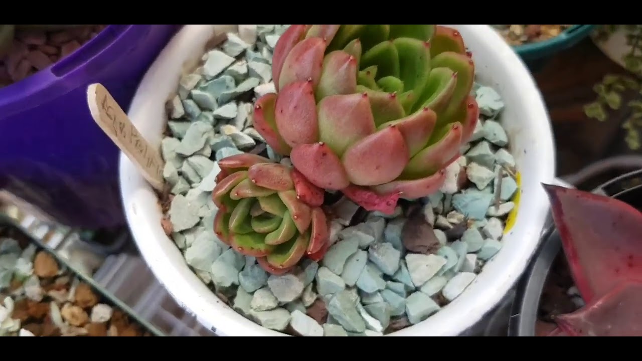 Otro pedacito de mi Jardin de Corazon💜tours por otra parte de mi Jardin, suculentas con nombres. 👍💜😊