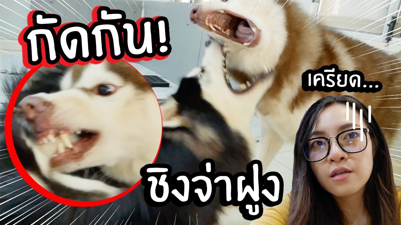 สงครามชิงจ่าฝูง! แย่งพื้นที่กัน! กัดกัน! // ช่วยด้วย! เจ่เจ๊เครียด....