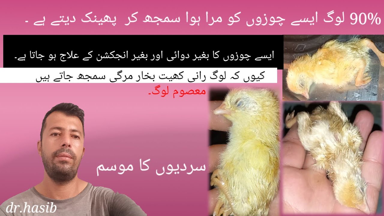 Aseel Desi Chicks Choza k bukhar sard drd nazla zukham or Behoshi or Sardi ka Ilaj [ Dr Hasib Animal