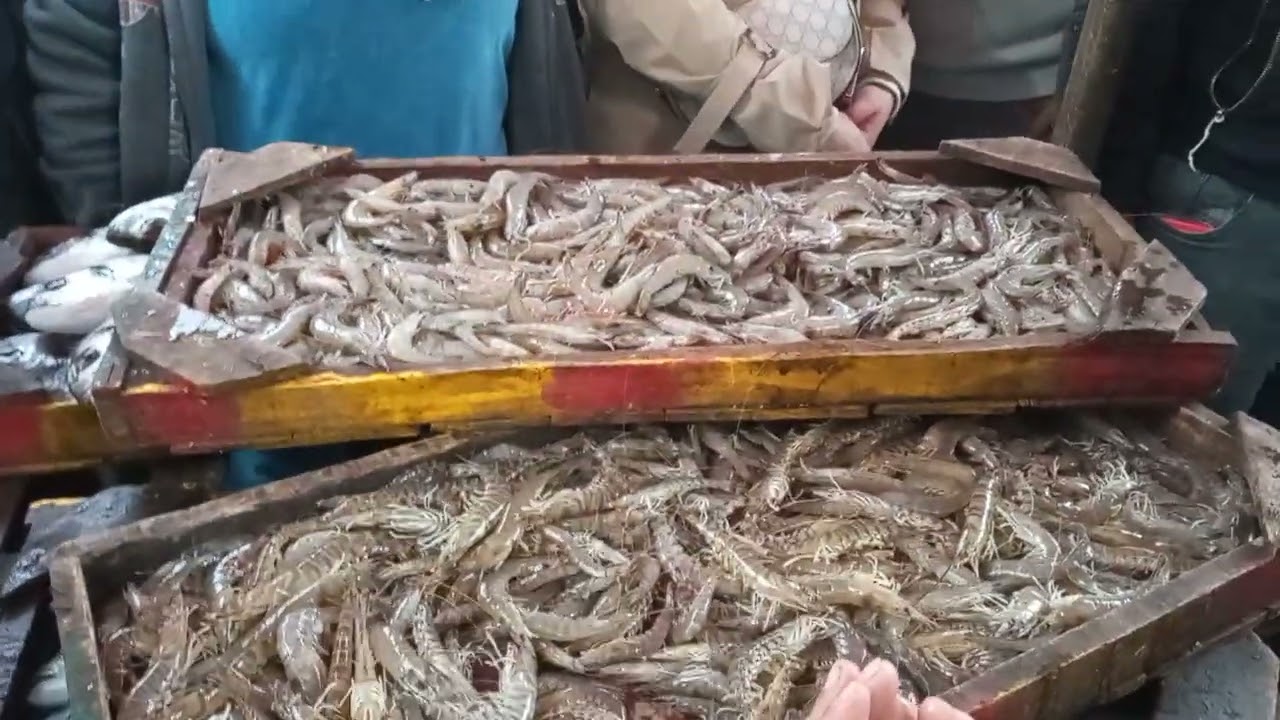 حلقه اسماك المعديه السيد ابو المجد ابو فريده 01285883615