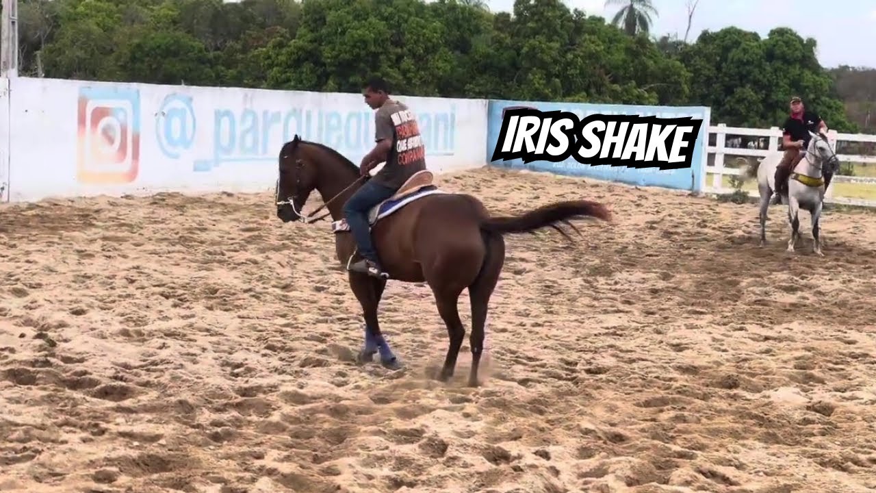 A ÉGUA ÍRIS SHAKE TÁ DE VOLTA AO PARQUE GUARANI