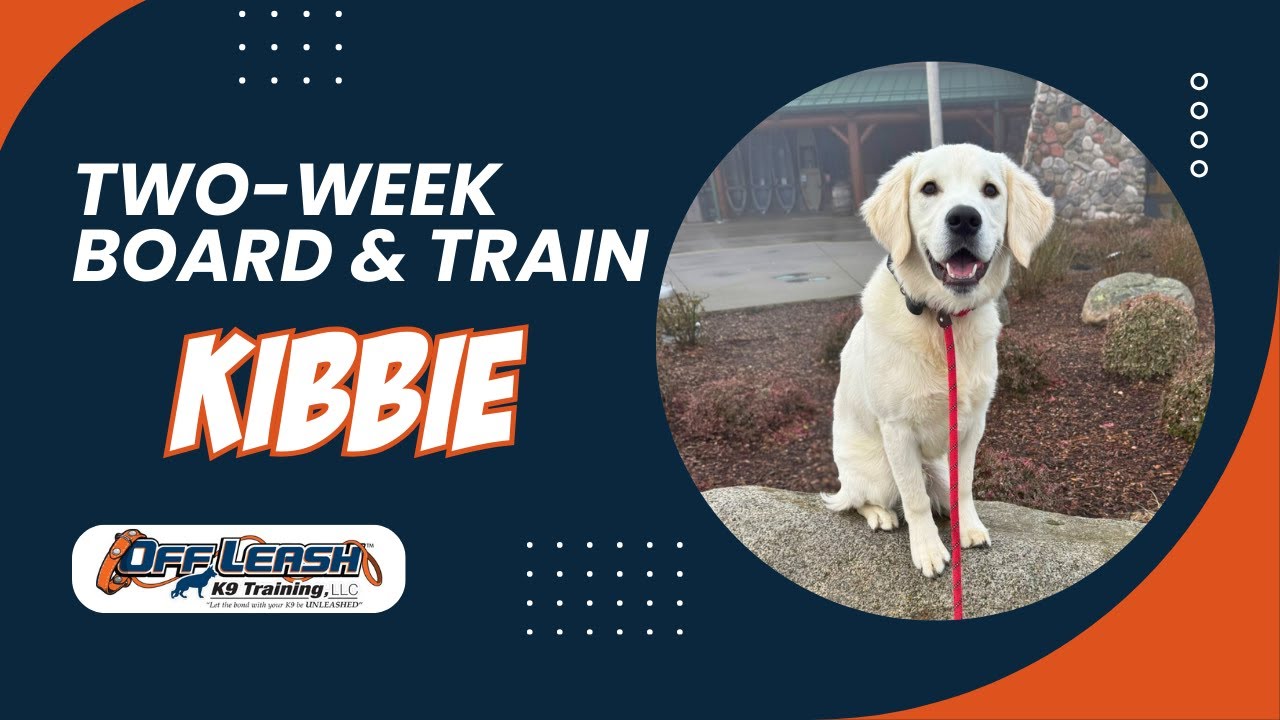 Amazing: How 6 m/o Golden/Lab Mix "Kibbie" Became Well Behaved with Off Leash K9 Training Spokane