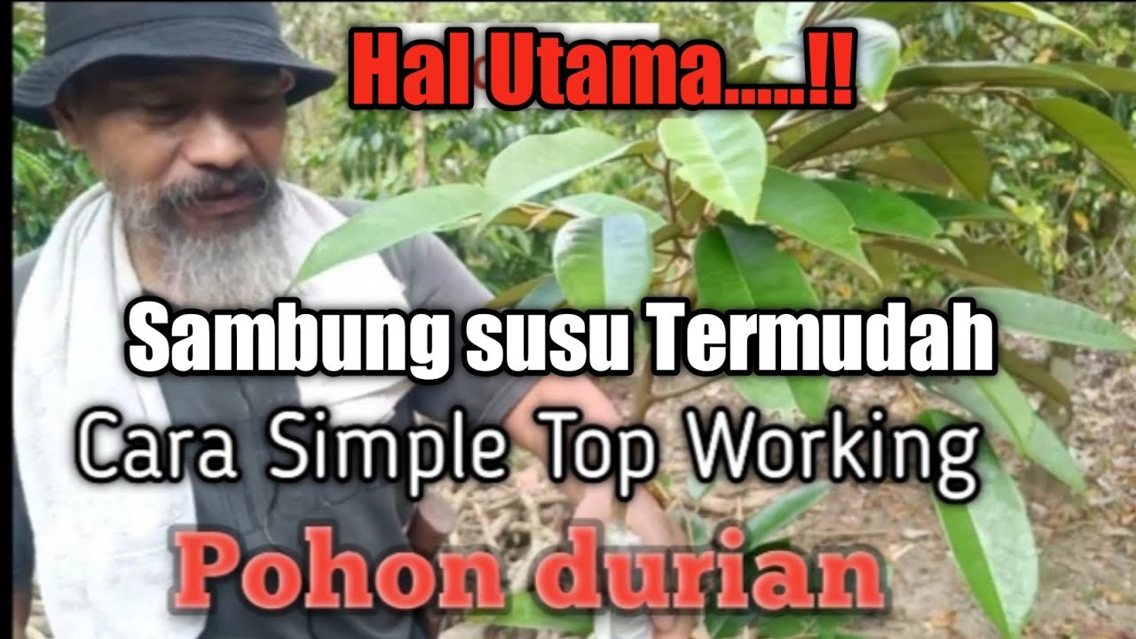 TOP WORKING POHON DURIAN DENGAN SAMBUNG SUSU PERBAIKAN VARITAS  BUAH DURIAN #durian #kebundurian
