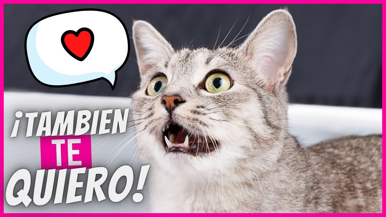 11 Maneras De Demostrarle A Tu Gato Que Le Quieres, En Un Idioma Que Él Entiende