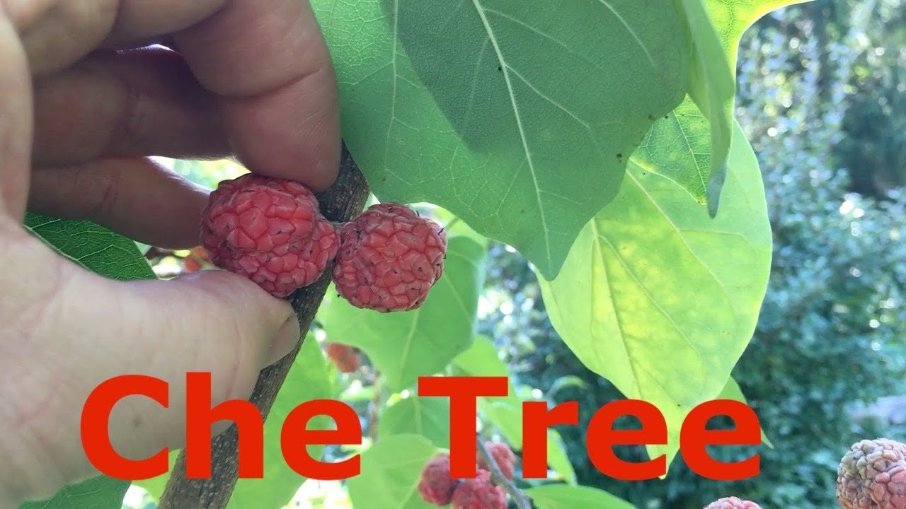 Che Tree Cudrania tricuspidata Chinese Mulberry Mandarin Melon Berry