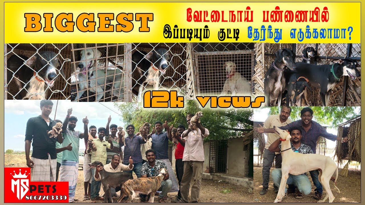 மிகப்பெரிய வேட்டைநாய் பண்ணையில் இப்படியும் குட்டி தேர்ந்து எடுக்கலாமா?|   | MS PETS kennel