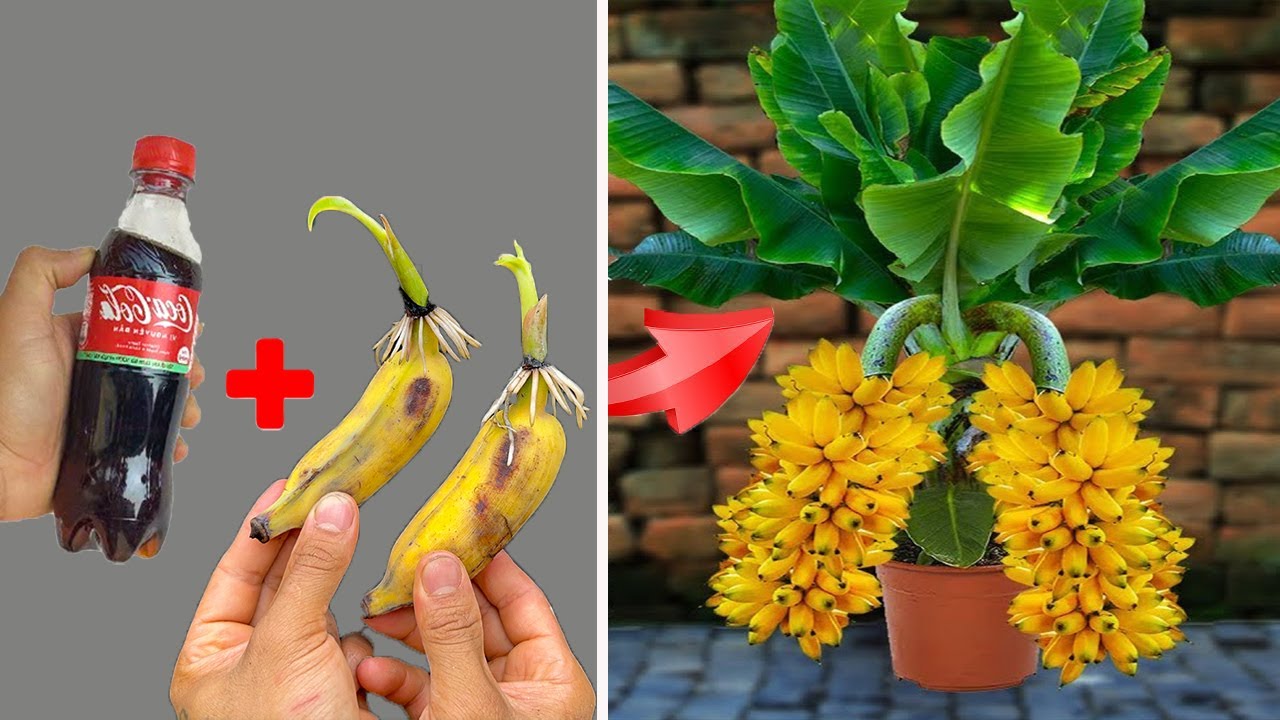 SUPER SPECIAL TECHNIQUE for propagating bananas with coca cola, super fast growth