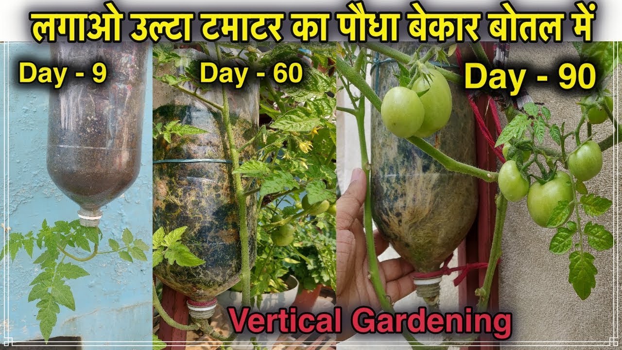 लगाओ उल्टा टमाटर का पौधा बेकार बोतल में ll Vertical gardening ll How To Grow Tomato Plant In Bottle