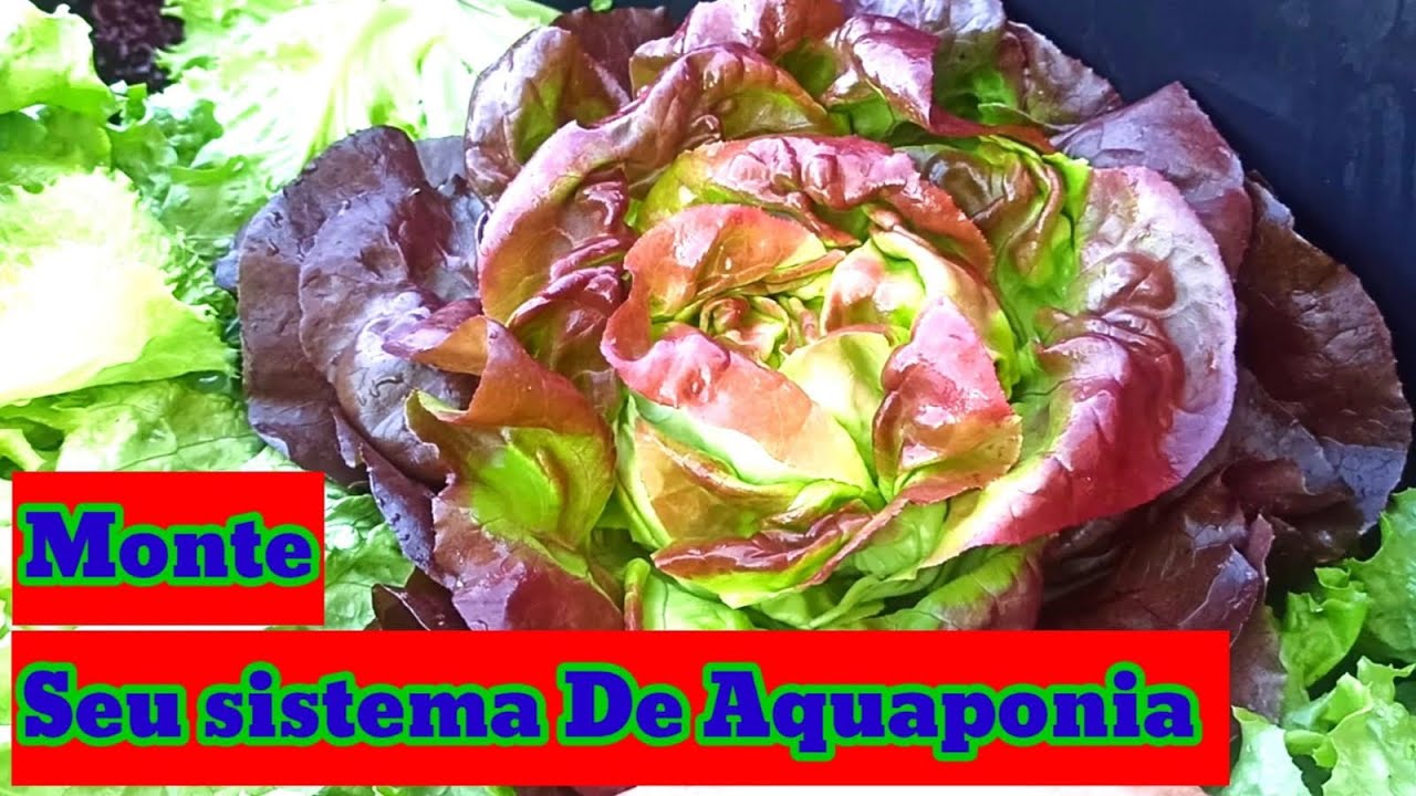 Monte seu sistema de Aquaponia hoje mesmo!