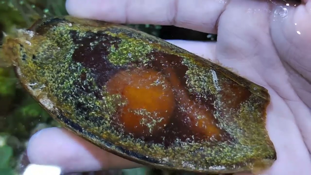 Tiburon bambu / ficha tecnica / nacimiento en vivo 😱😱