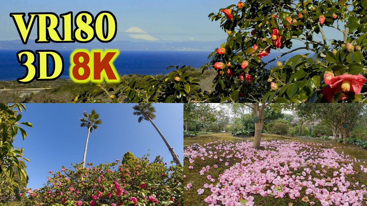 [ 8K 3D VR180 ] 伊豆大島「椿まつり」椿花ガーデン、大島公園  Camellia Festival in Izu-Ohshima-island,Tokyo,Japan