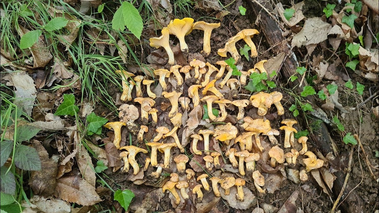 7 juin 2023 Ma plus belle prospection aux girolles #girolles , #chanterelles2023