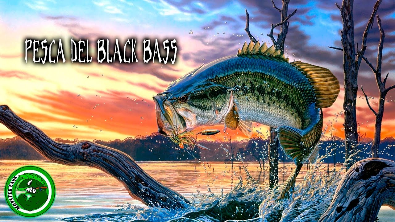 Pesca del black bass