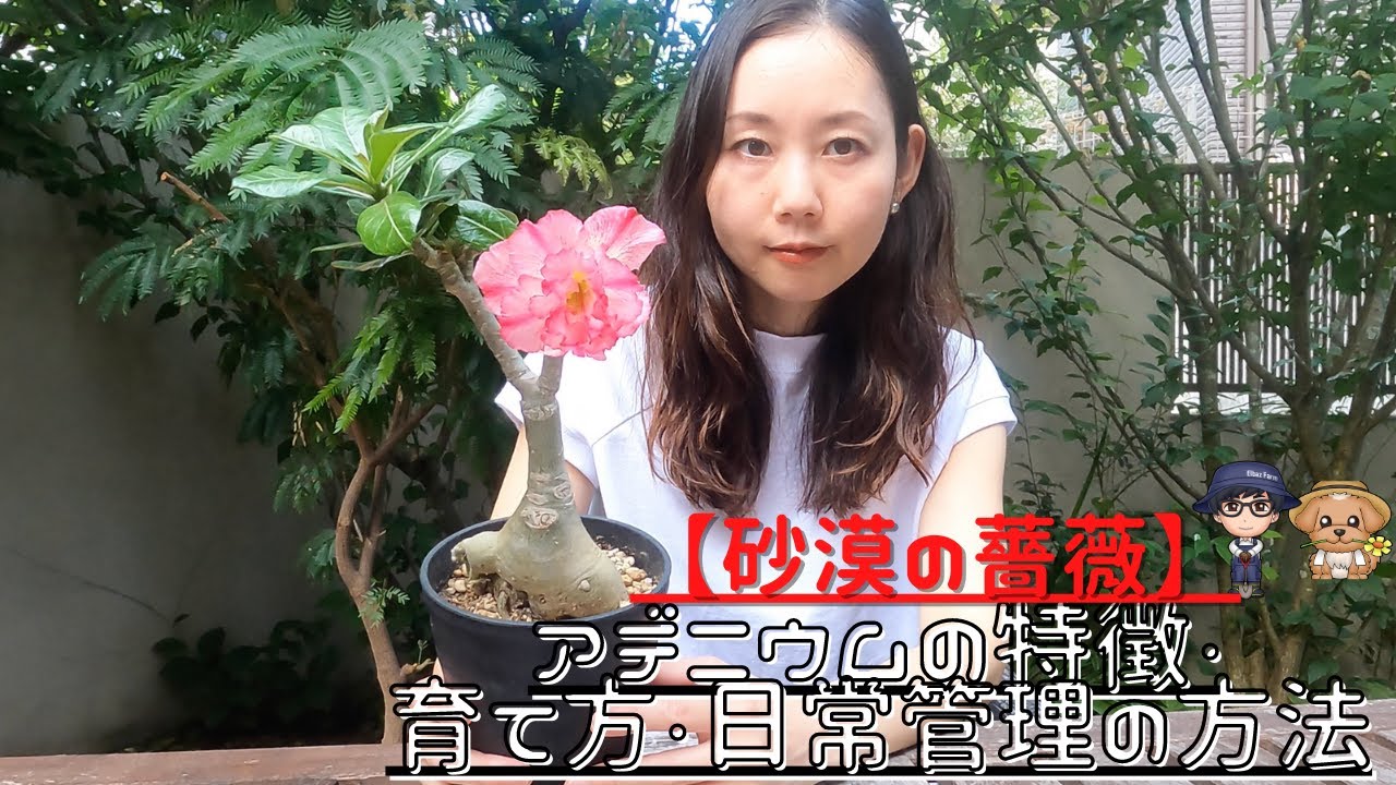 アデニウムの特徴・育て方・日常管理