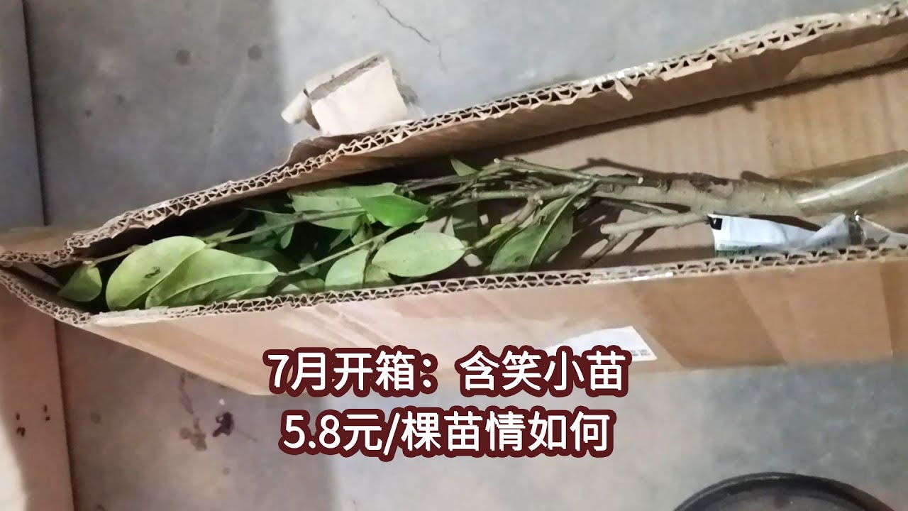 含笑开箱：木兰科常绿灌木，香气独特，可长2 3米