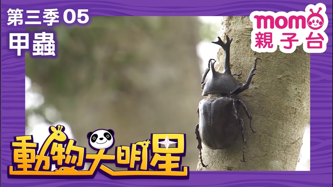 動物大明星 S3【甲蟲】第3季 第05集｜認識動物｜自然生態｜魚類｜爬蟲類｜昆蟲｜海洋生物｜哺乳類｜Animal big star｜兒童電視節目【親子台｜官方HD完整版】momokids