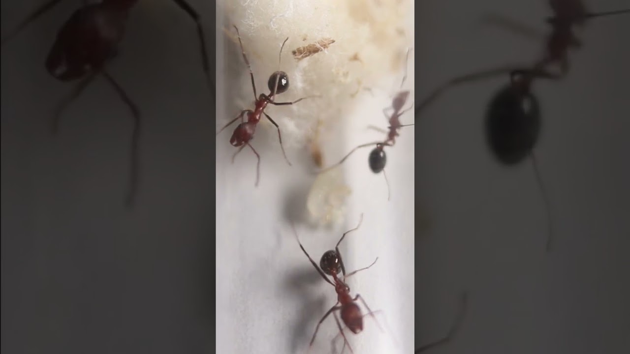 An N. albisetosus colony #antcolony #myrmecology #invertebrate #hormiga #ants #bug