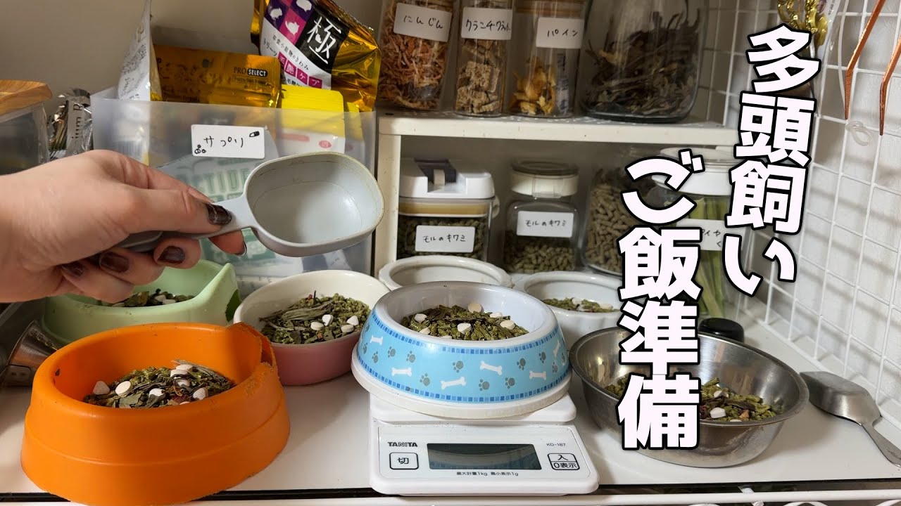 モルモット多頭飼いのご飯準備ルーティン