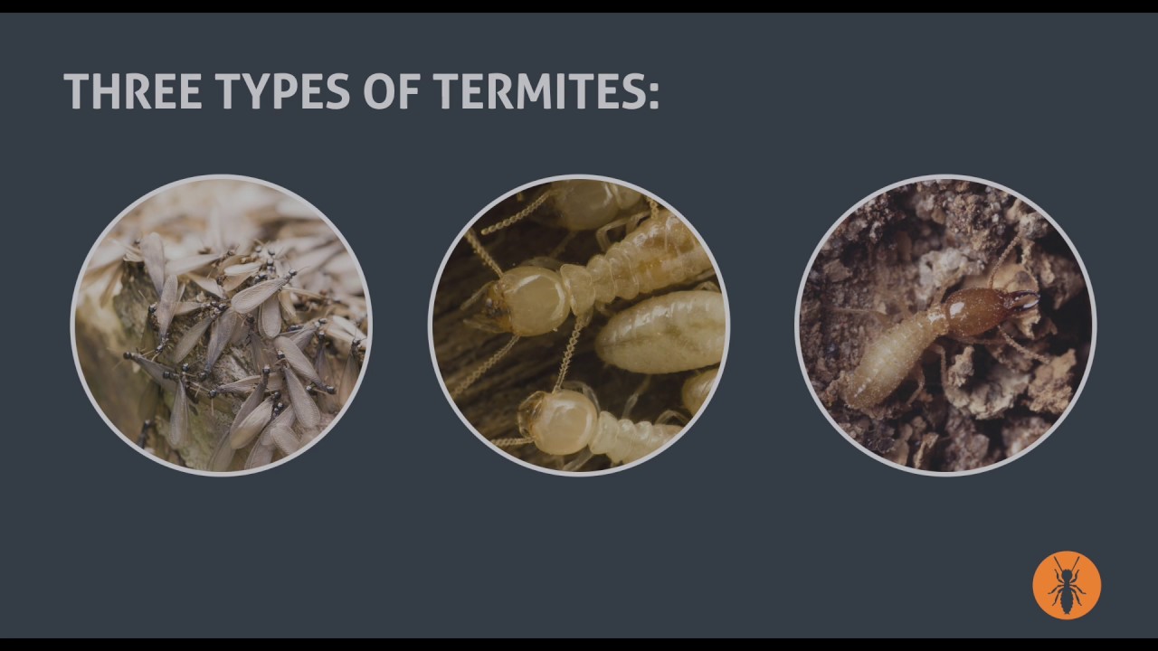 3 Types of Termites That Infest Homes: Guide to Pest Control