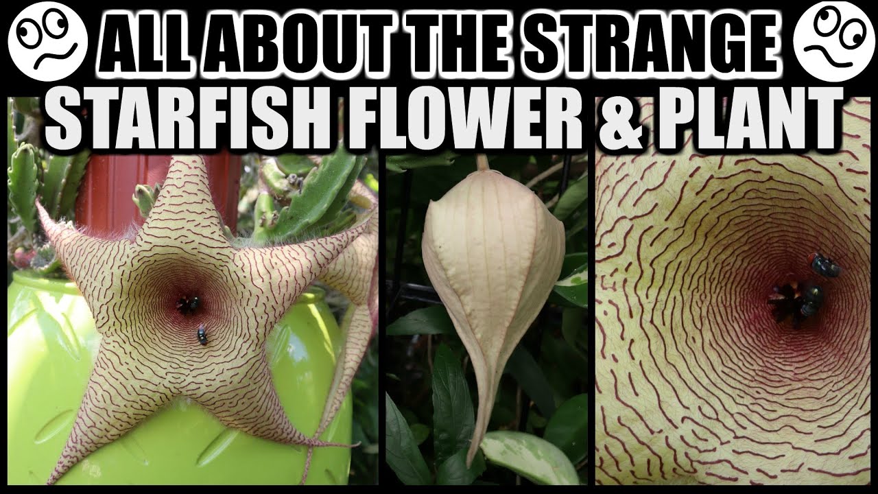 SPECTACULAR STARFISH BLOOMS! FACTS & CARE - Stapelia gigantea, The Starfish Plant