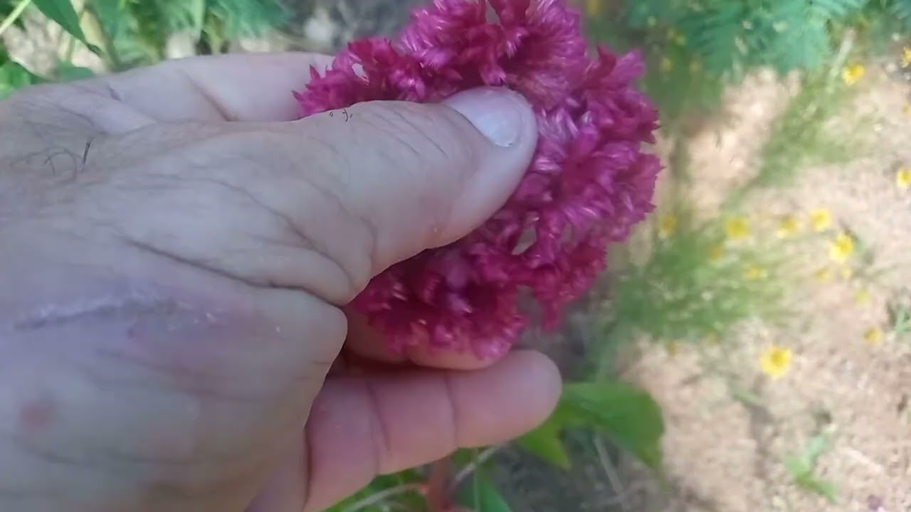 Vejam porque nosso dia amanheceu iluminado 