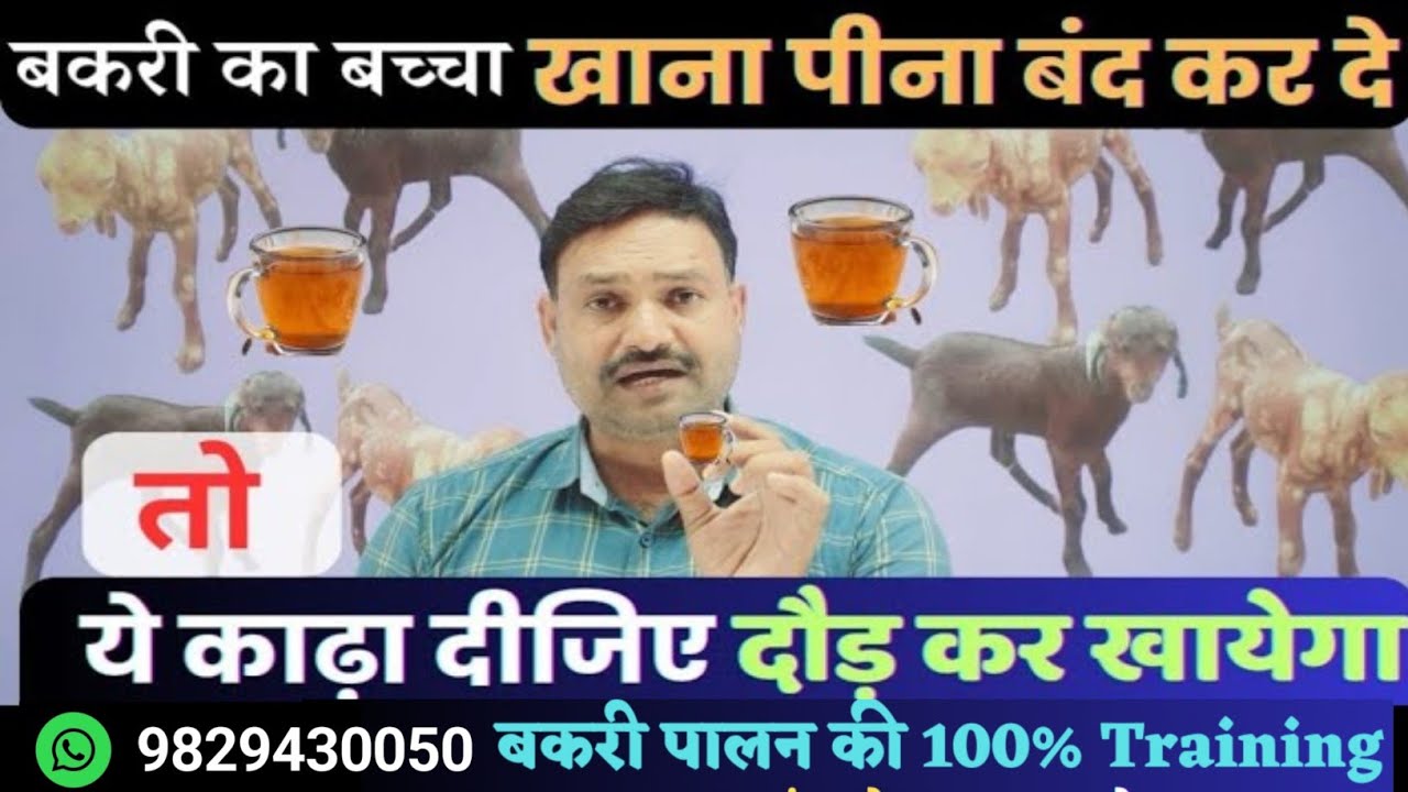 बकरी का बच्चा दूध नहीं पी रहा है कुछ खाता नहीं Bakri ka Bacha Bimar ho jaaye to kya karen