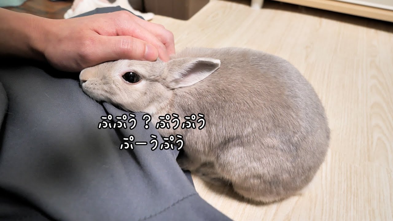 うさぎさんの名前を呼んでみたらなんか一生懸命しゃべりかけてきた