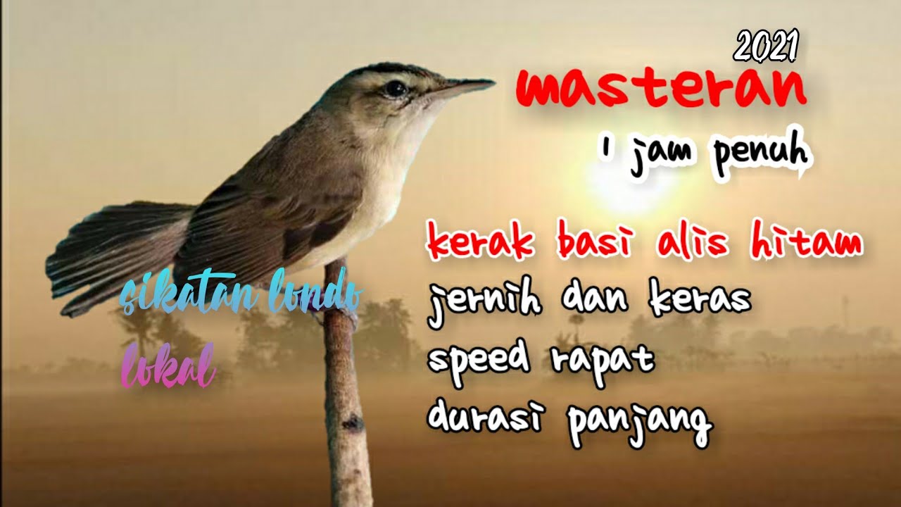 masteran kerak basi ALIS HITAM||terbaru 2021, ada jedanya!