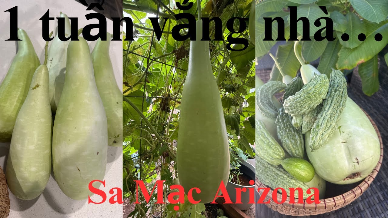 #78 Một Tuần Không Ở Nhà, Vườn Mình Đã Ra Sao? 11/26/2025