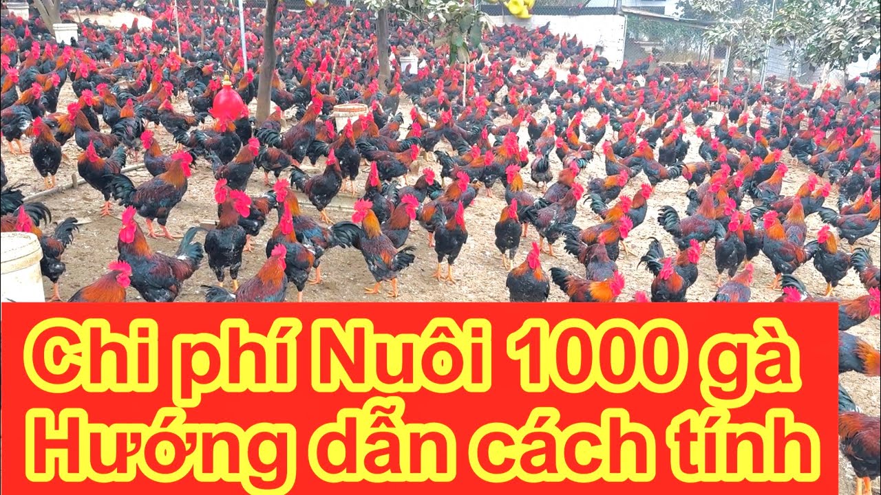 Tính Toán Chi Phí Nuôi 1000 Gà Mía Bình Dung – Lãi Bao Nhiêu Sau 4 Tháng?