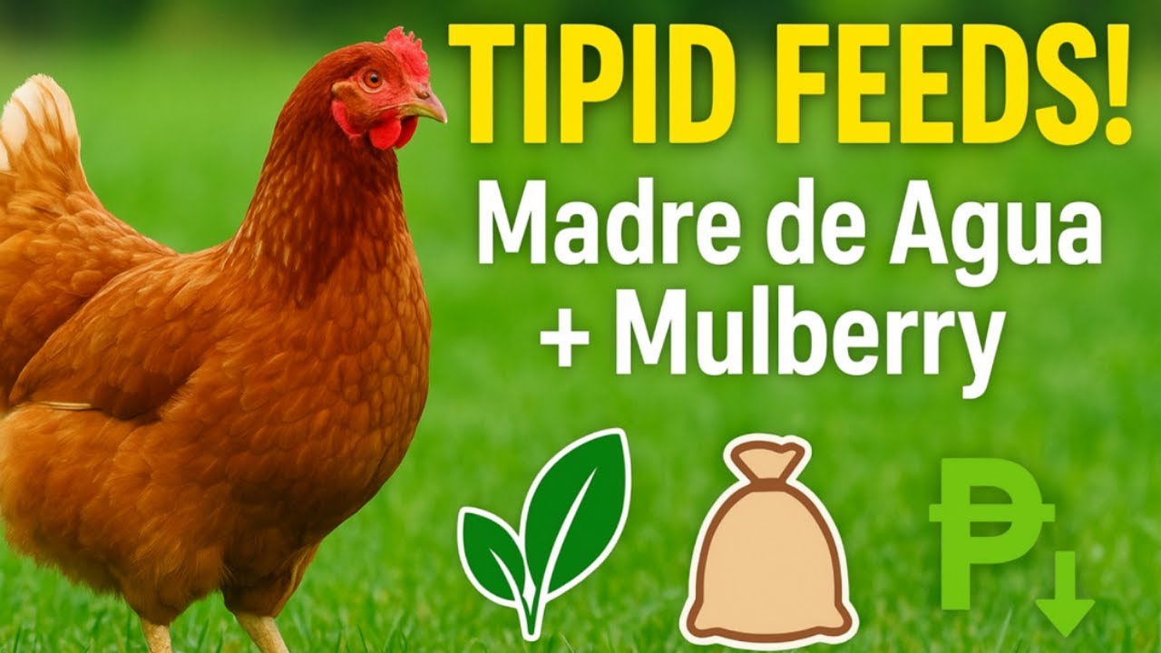 &ldquo;Free Range Chicken Feed Hacks Spend Less, Grow More!&rdquo;