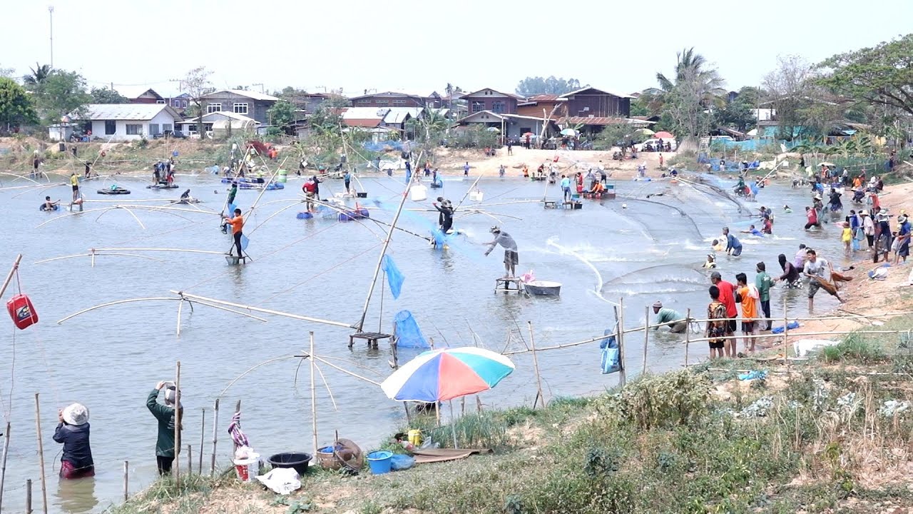 ยกยอหว่านแห จับปลาหนองกกกอก บ้านคำใหญ่ #fishing #คลิปยกยอ #คลิปหว่านแห
