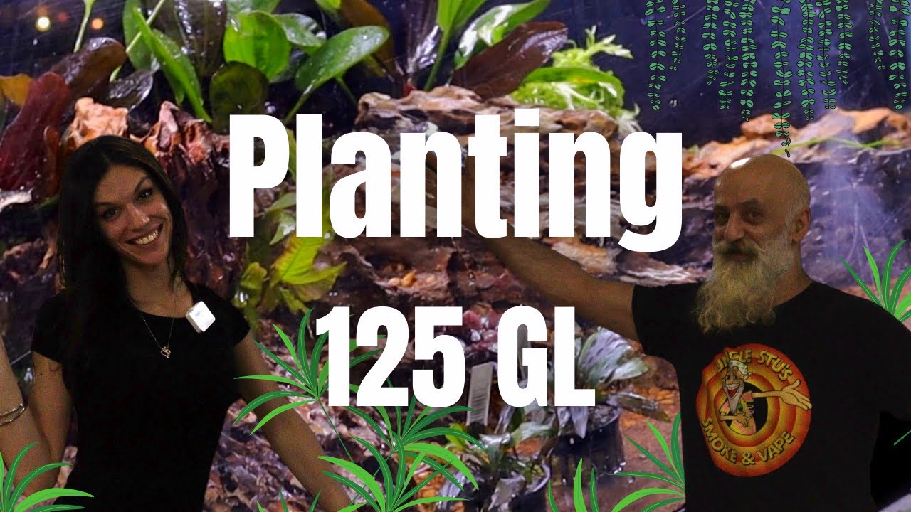 Planting 125-Gallon Dragonstone fish Tank with live plants!