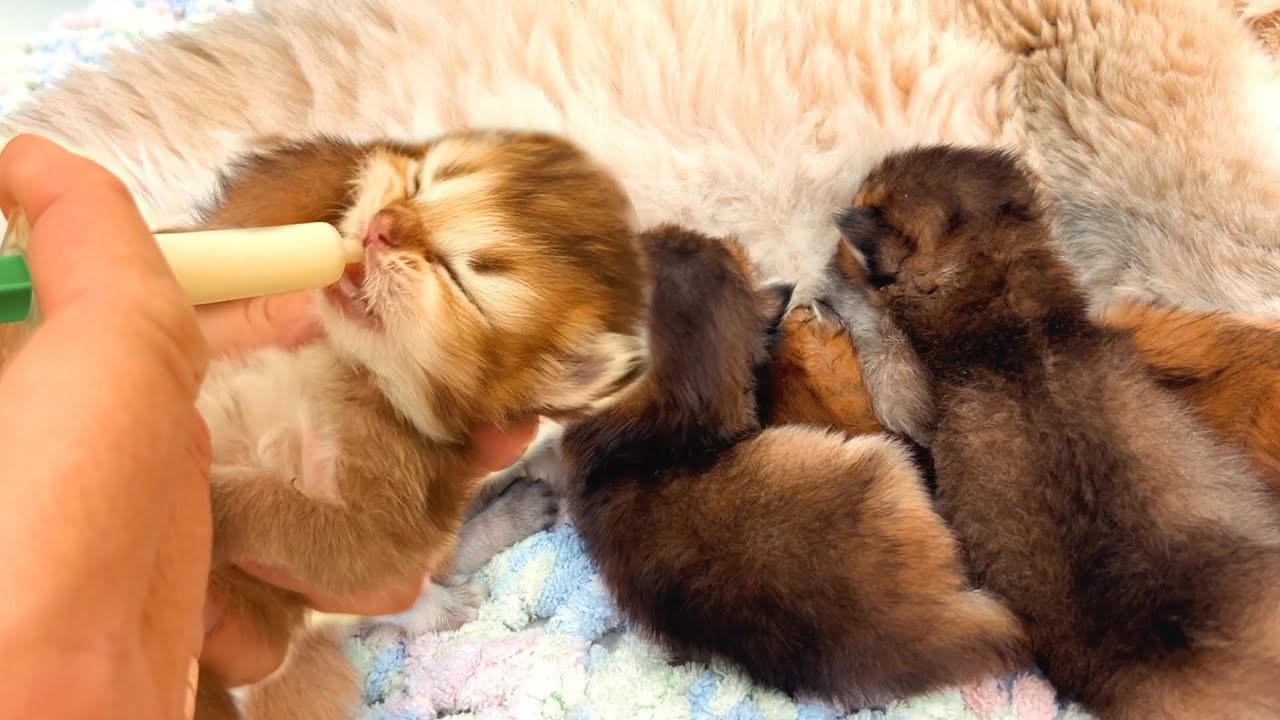 Новорожденные котята: чтобы каждый малыш получил молоко и сладкие сны
