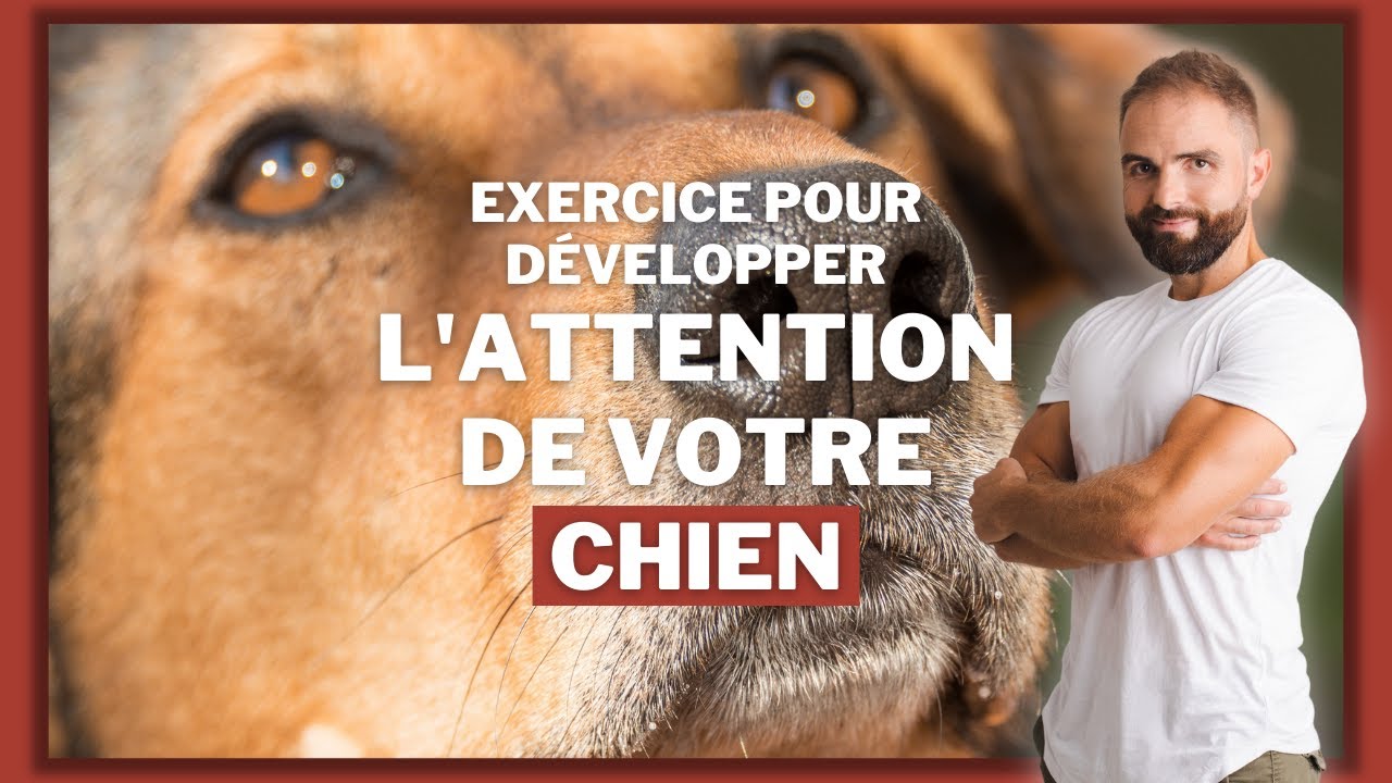 Capter l'attention de son chien ? Voici un exercice tres simple !