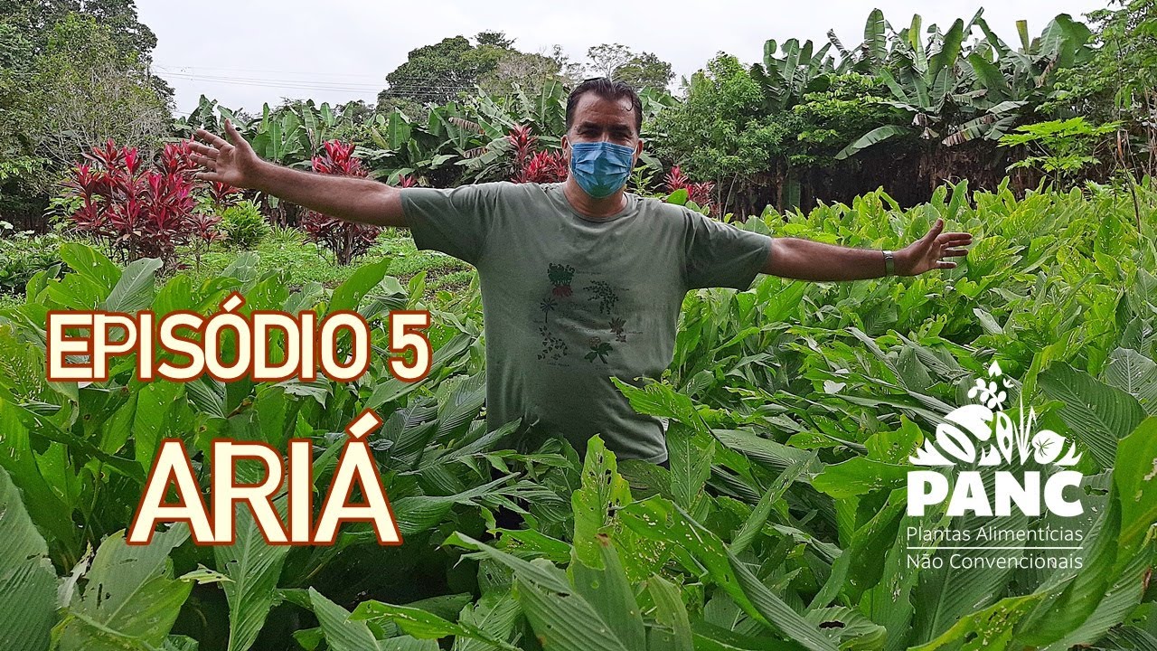 EPISÓDIO 5 - ARIÁ | #pancnaveia #valdelykinupp