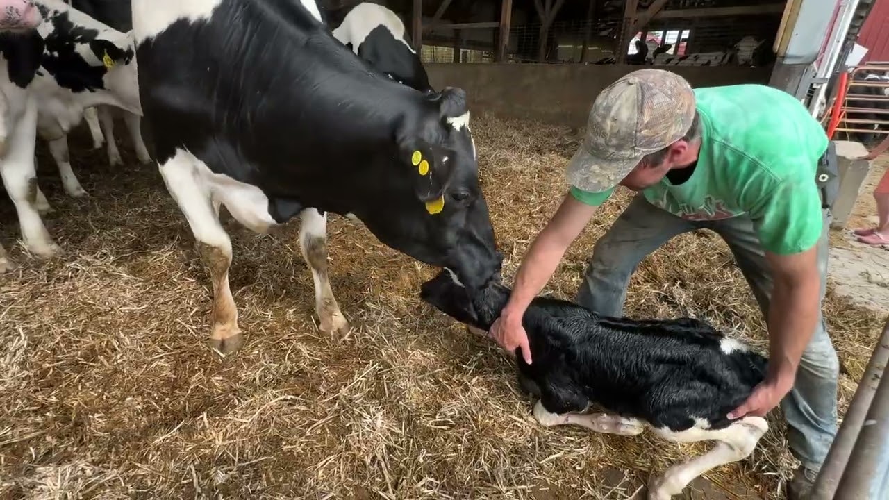 Maple Woods Dairy Farm S2 E3 New Calf Birthing