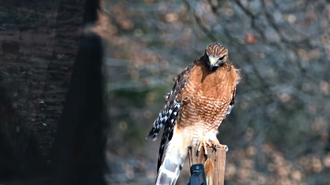 Man made effects on Wildlife!!!