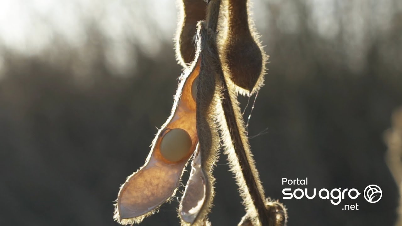 Per&iacute;odo do plantio da soja ser&aacute; menor no MT; produtores rurais repudiam decis&atilde;o