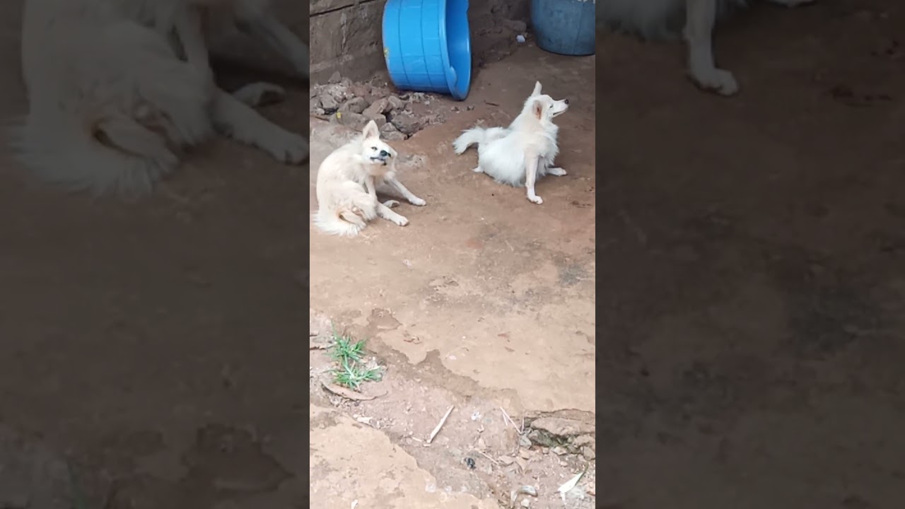 Play in the grass, dance with the fleas