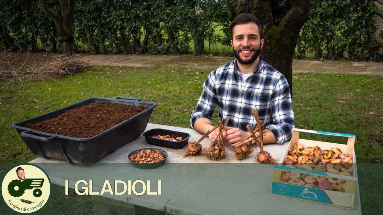 Gladioli: riproduzione dei bulbi e messa a dimora - Il contadino Nick