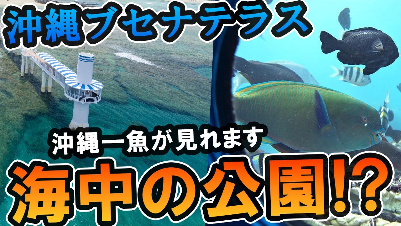 【ブセナ海中公園】予備知識で楽しさ２倍！野生の巨大高級魚が信じられないくらい見れる沖縄の名スポットを地元民が紹介！#沖縄 #観光 #旅行 #グラスボート #ウミガメ #海