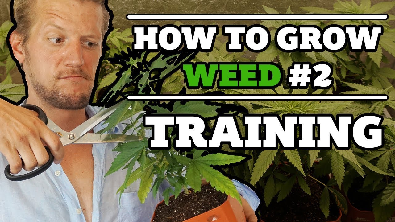 How to grow weed #2 : Training the plant - Topping, removing leaves and bending