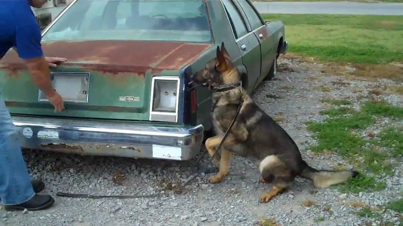 US K9 - (Roger Abshire) Charon.  usk9.com