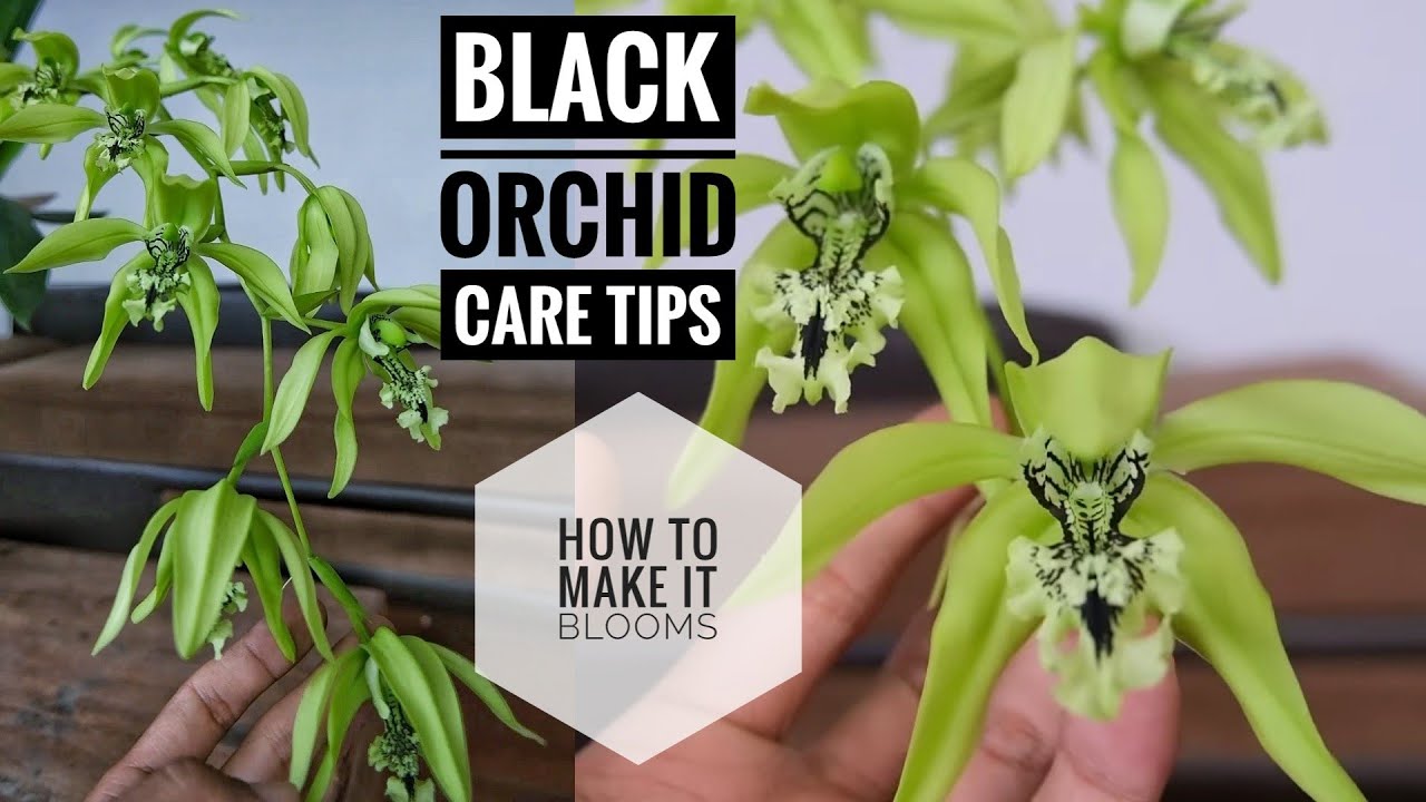 Orchid care Tips to blooming Coelogyne pandurata, Black orchid for beginners