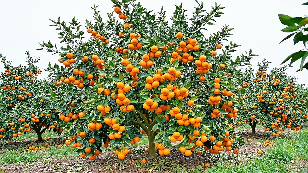 Explore the Largest Mandarin Orange Gardens in the World in Rural Italy | Countryside Life