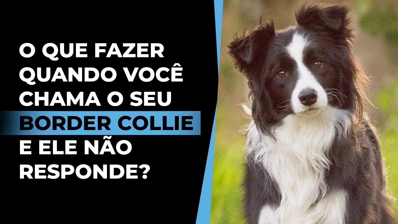VOCÊ CHAMA SEU BORDER COLLIE, E ELE NÃO TE RESPONDE