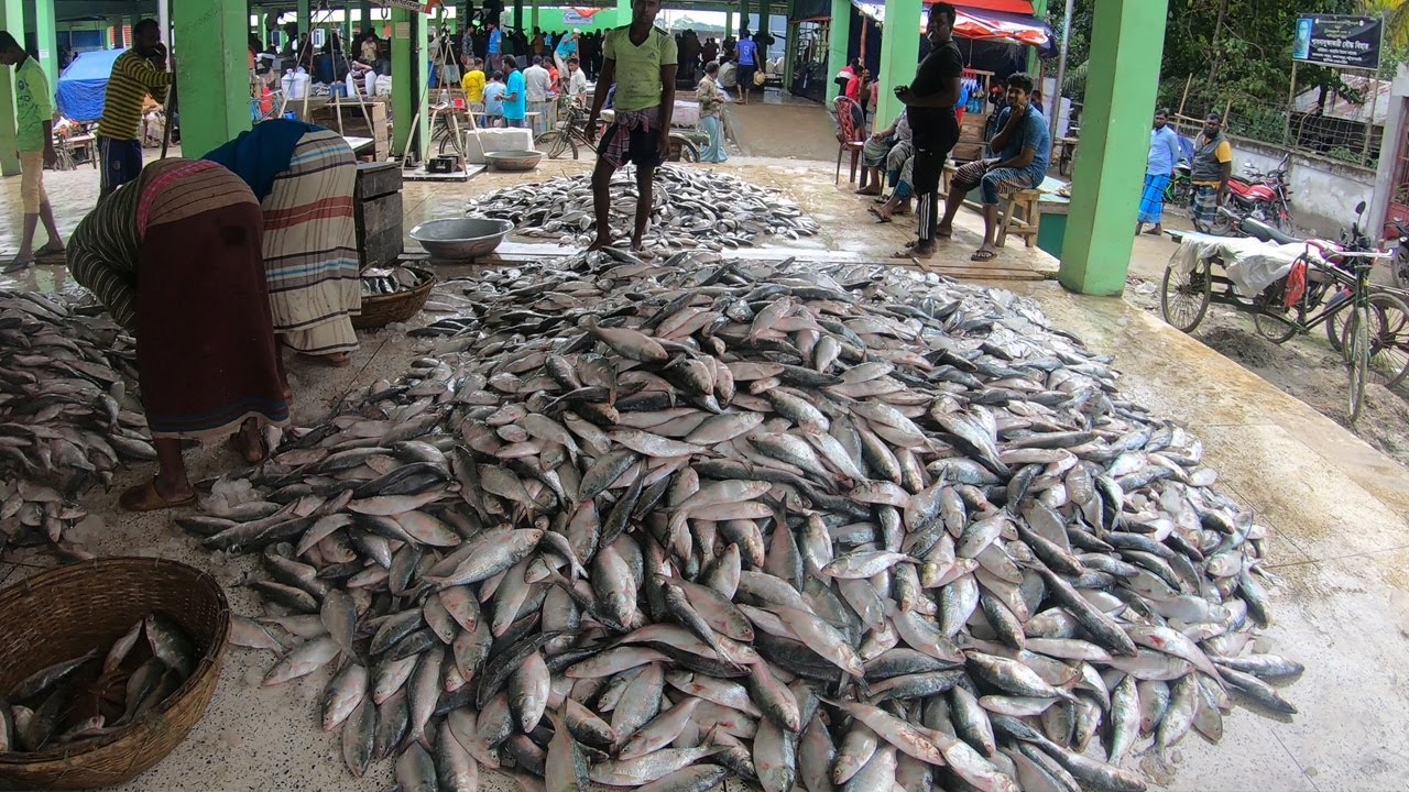 kuyakata alipur fish market kuakata macher bazar কুয়াকাটা সামদ্রিক মাছের বাজার | kuakata_tour |-2