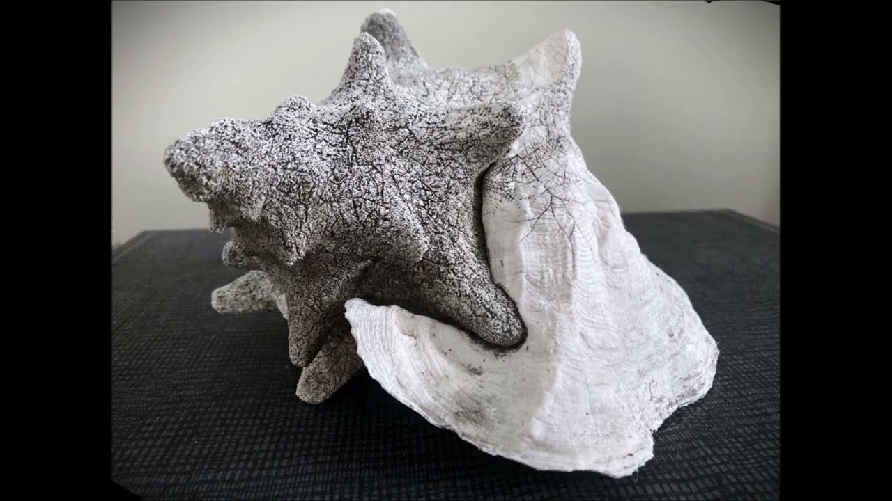 Opposite of Blink 'Seeing Art (Photos by Richard Rydell)' 2026