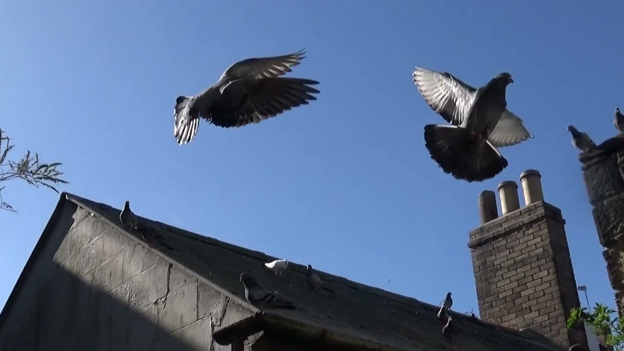 Pigeons England UK  -  Workmen over the back  - Best stay here